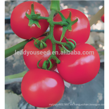 JT22 Nobel determinado híbrido f1 semillas de tomate plantación de invernadero